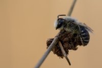 Weiden Sandbiene "Andrena vaga"