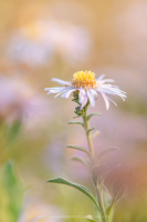 Berg Aster - Aster amellus