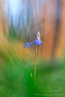 Wiener Blaustern - Scilla vindobonensis