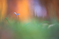 Wiener Blaustern - Scilla vindobonensis