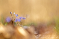 Wiener Blaustern - Scilla vindobonensis