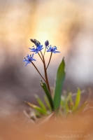 Wiener Blaustern - Scilla vindobonensis