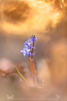 Wiener Blaustern - Scilla vindobonensis