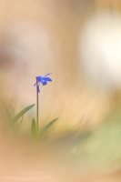 Sibirischer Blaustern " Scilla siberica "