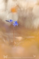 Wiener Blaustern - Scilla vindobonensis