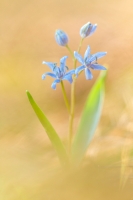 Wiener Blaustern - Scilla vindobonensis