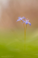 Wiener Blaustern - Scilla vindobonensis