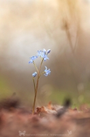 Wiener Blaustern - Scilla vindobonensis