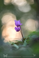 Europisches Alpenveilchen " Cyclamen purpurascens "