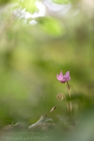 Europisches Alpenveilchen " Cyclamen purpurascens "