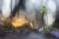 Echte Schlsselblume - Primula veris