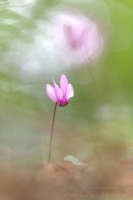 Europisches Alpenveilchen " Cyclamen purpurascens "