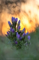 Feld Kranzenzian " Gentianella campestris "