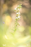 Gelber Fingerhut " Digitalis lutea "