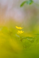 Gelbes Windrschen "Anemone ranunculoides"