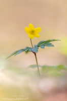 Gelbes Windrschen " Anemone ranunculoides "