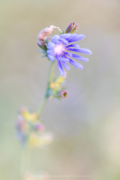 Gemeine Wegwarte - Cichorium intybus