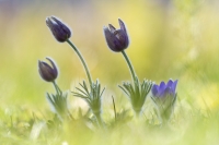 Gewhnliche Kuhschelle "Pulsatilla vulgaris"