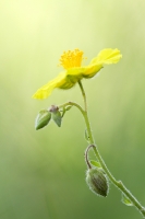 Gewhnliches Sonnenrschen "Helianthemum nummularium"