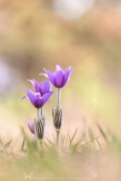 Groe Kuhschelle " Pulsatilla grandis "