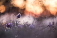 Groe Kuhschelle " Pulsatilla grandis "