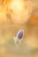 Groe Kuhschelle - Pulsatilla grandis