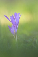 Herbst-Zeitlose "Colchicum autumnale"