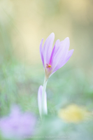 Herbstzeitlose - Colchicum autumnale