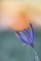 Herbstzeitlose - Colchicum autumnale