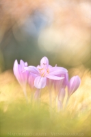 Herbstzeitlose " Colchicum autumnale "