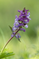 Hohler Lerchensporn "Corydalis cava"