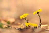 Huflattich " Tussilago farfara "