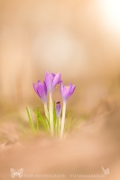 Krokusse " Crocus "