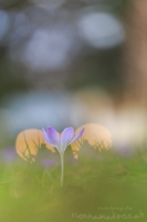 Krokusse " Crocus...."