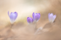 Krokusse " Crocus "