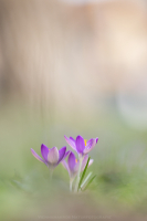 Krokusse - Crocus...