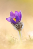 Groe Kuhschelle " Pulsatilla grandis "