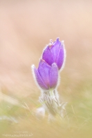 Groe Kuhschelle " Pulsatilla grandis "