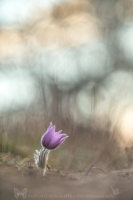 Groe Kuhschelle " Pulsatilla grandis "