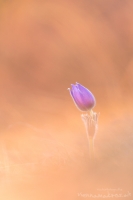 Groe Kuhschelle " Pulsatilla grandis "