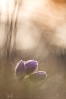 Groe Kuhschelle " Pulsatilla grandis "