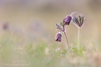 Schwarze Kuhschellen " Pulsatilla nigricans "