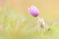 Gewhnliche Kuhschelle " Pulsatilla vulgaris  "