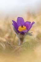 Groe Kuhschelle "Pulsatilla grandis"