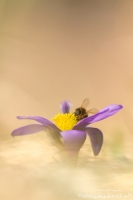 Groe Kuhschelle " Pulsatilla grandis "