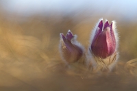 Groe Kuhschelle "Pulsatilla grandis"