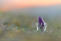 Groe Kuhschelle " Pulsatilla grandis "