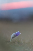 Groe Kuhschelle " Pulsatilla grandis "