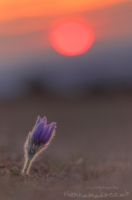 Groe Kuhschelle " Pulsatilla grandis "