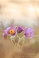 Groe Kuhschelle " Pulsatilla grandis "